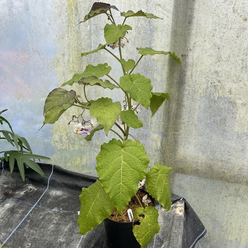 Cyphomandra corynbiflora - corynbiflora,
