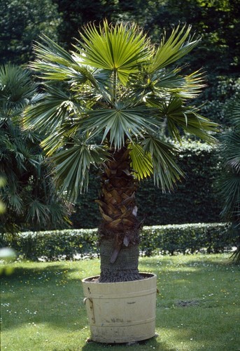 Trachycarpus fortunei chusan - fortunei,