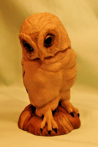 Teviotdale young owl - young, by