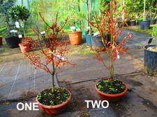 28inch inc. pot OUTDOOR Bonsai