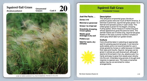 Squirrel tail grass grasses - squirrel-tail,