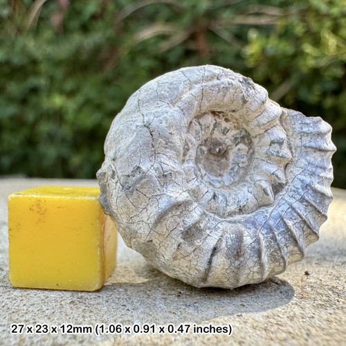 Androgynoceras ammonite fossil - androgynoceras,