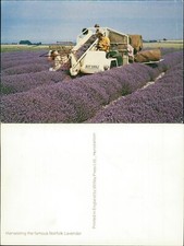 Harvesting Norfolk Lavender Witley Press