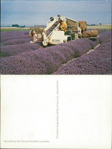 Harvesting norfolk lavender - harvesting,