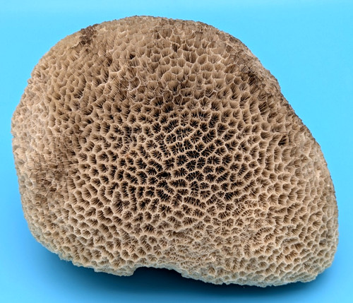 Natural shallow water grooved - natural,