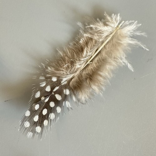 Feathers craft use brown - +,