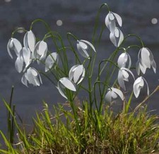 Hand-crafted Metal Snowdrop