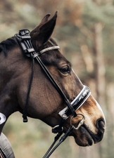 Premiera Full Sizes Snaffle Bridle