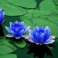 Water lillies egyptian blue - lillies,