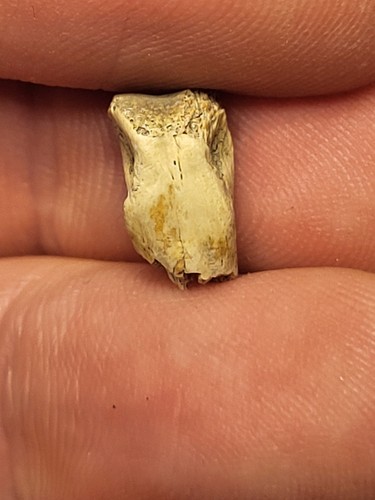 Rare raptor toe digit - rare,