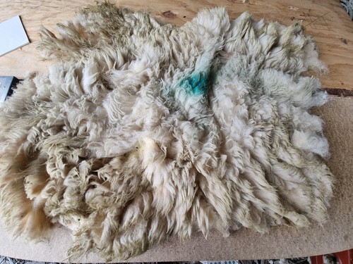 Raw sheep fleece spinning - fleece,