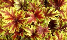 Pack x6 Heuchera Heucherella