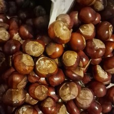 50 x Conkers Spider Repellent (2025 crop) Spider repellent Crafts