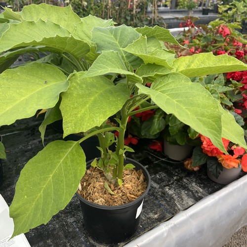 Brugmansia arborea double - brugmansia,