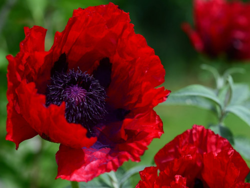 Oriental scarlet poppy - oriental,