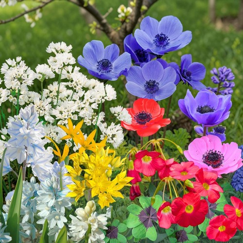 350 spring flowering - x,