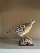 Taxidermy female ring - female, necked