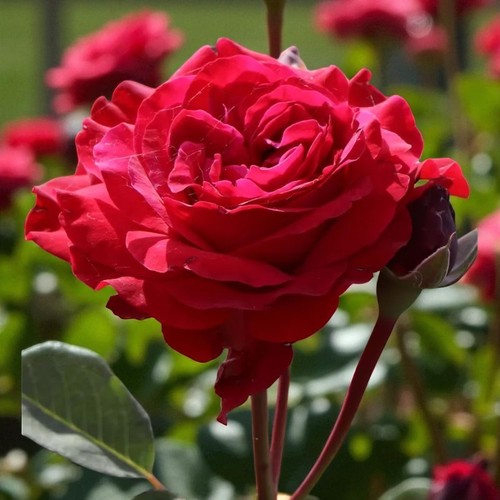 Rose bush stortebeker - stortebeker, in