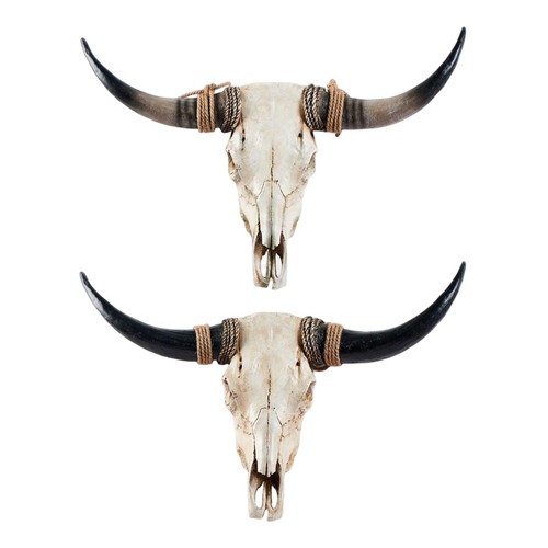 Western bison skull - bison,