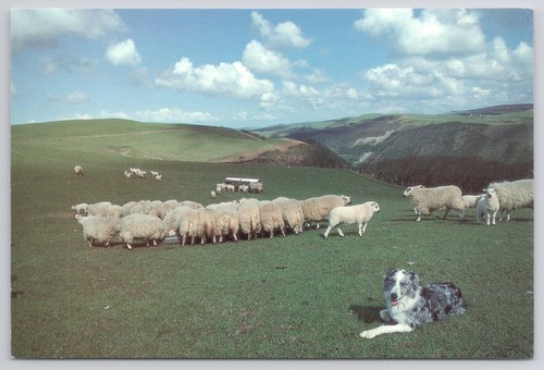 Welsh blue sheepdog - blue, lambing