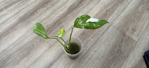 Monstera albo variegated - monstera,