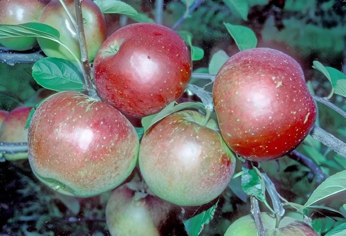 Laxton superb apple tree - laxton's,