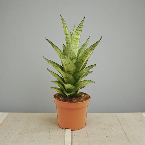 Sansevieria tough lady - sansevieria,