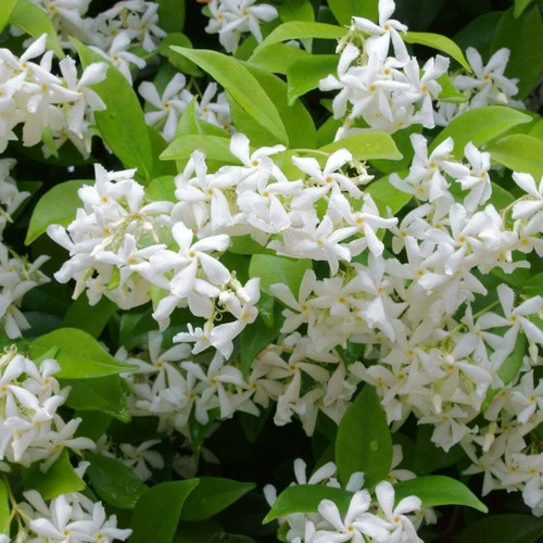 Trachelospermum jasminoides - trachelospermum,