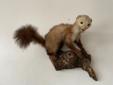 Beautiful Stone Marten 14