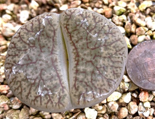 Mesemb plant lithops - plant,