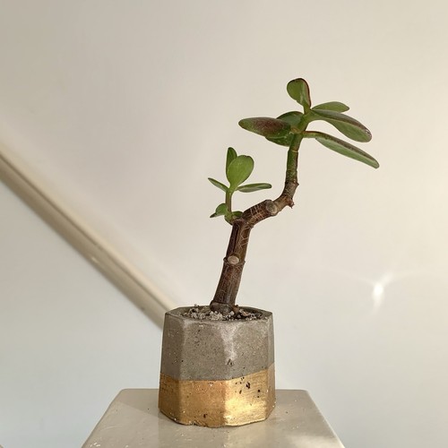 Jade money plant - money, lucky