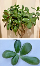 8 x Jade Plant, Money Tree