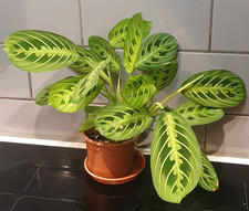 Maranta Lemon Lime exact plant over 2 year old, Prayer plant