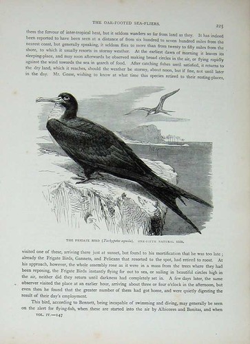 Old antique print - antique,