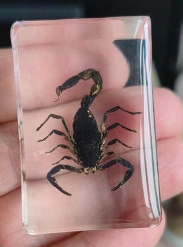 Real scorpion bug insect - ,