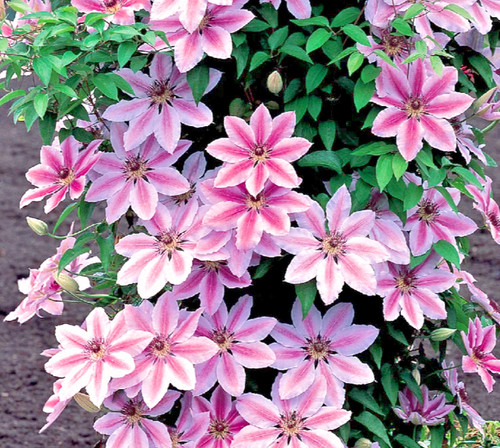 Clematis nelly moser - clematis, 'nelly