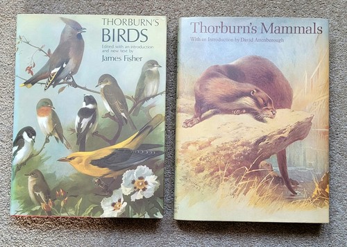 Thorburn birds s - thorburn's, &