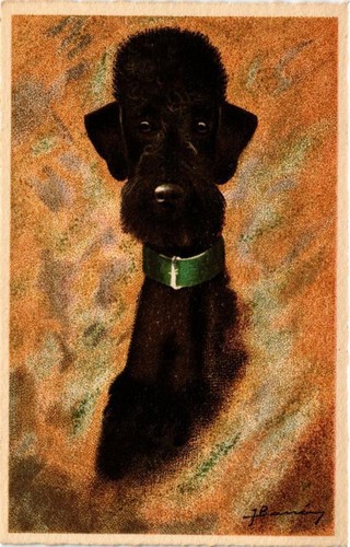 Cpa dogs caniche noir - cpa,