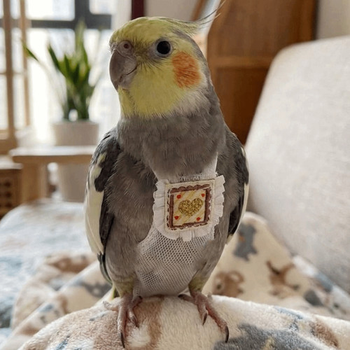 Snap closure pet - parrot, diaper