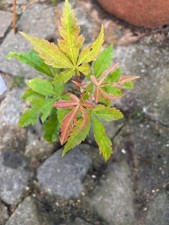 Tsuma Beni Jampanese maple