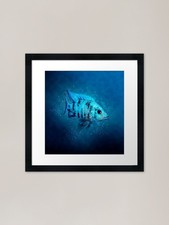 Blue Peacock Cichlid Framed