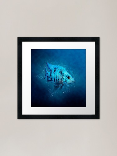 Blue peacock cichlid - blue,