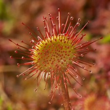 Drosera Paradoxa Carniverous