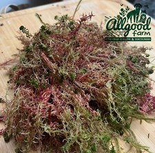 Fresh Welsh Sphagnum Moss | 1L 3L 5L 10L | Moss Pole | Terrarium | Wreath Making
