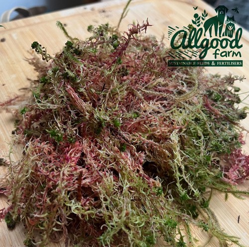 Fresh welsh sphagnum moss 3l - sphagnum, |