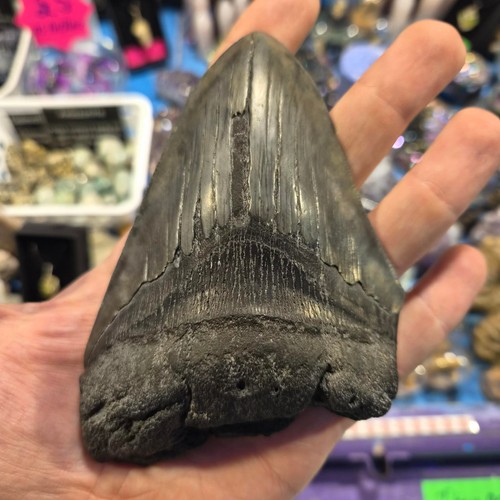 Megalodon tooth 5 - megalodon,