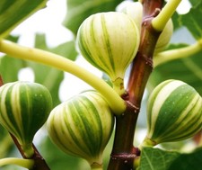 fig tree cuttings uk -