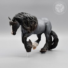 "Rain" Blue Roan Irish Cob