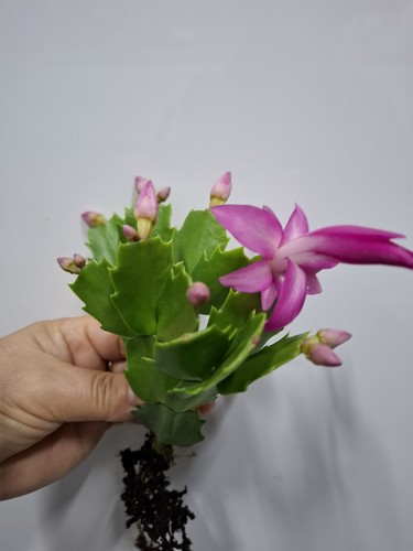 Pink christmas cactus - x,