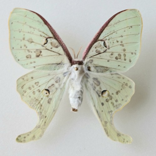Actias luna female - actias,